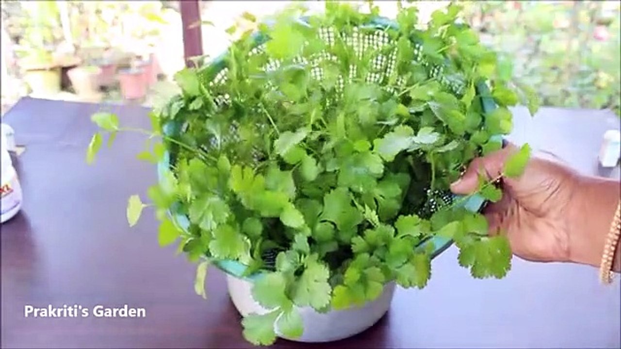 #Grow_Coriander_at_home_in_water;_Dhaniya_उगाने_का_सबसे_आसान_तरीका_:_Coriander_in_hydroponic_system(360p)
