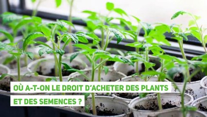 Jardinage : dans quels magasins peut-on aller pendant le confinement ?