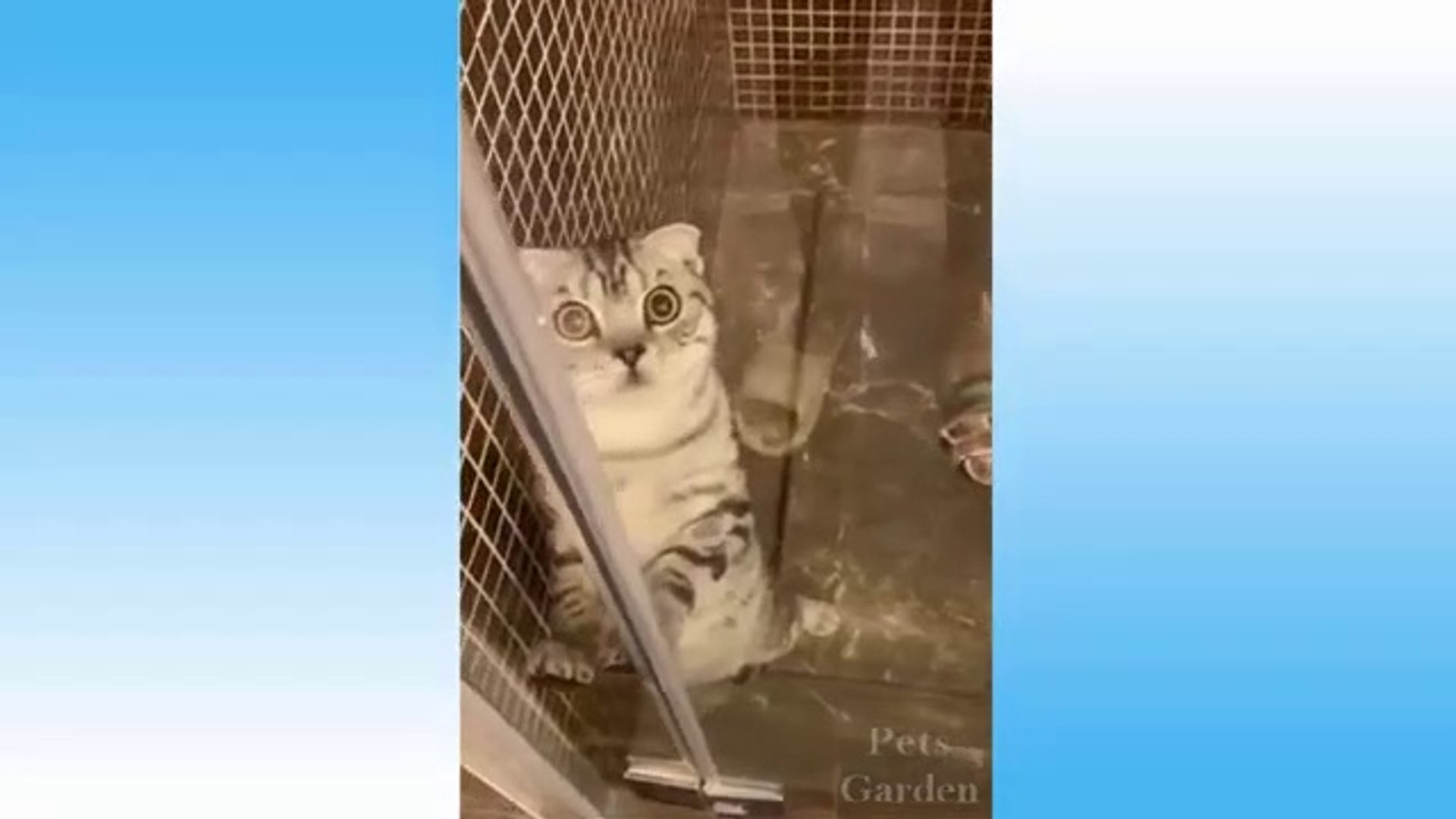 ⁣Cute Pets And Funny Animals Compilation - Pets Garden