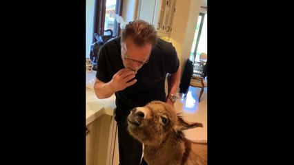 Arnold Schwarzenegger : Lulu Put That Cookie Down !