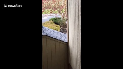 Cat endeared into home as owner practices social distancing