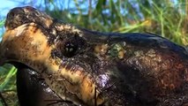 Amazing, Snapping ,Turtle vs Water ,Snake  Who, Will Be ,The Winner