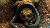 Amazing ,Snake Vs Frog ,Fight To ,Death  Most ,Amazing Attack, Of Animals,  Best Snake, Attack