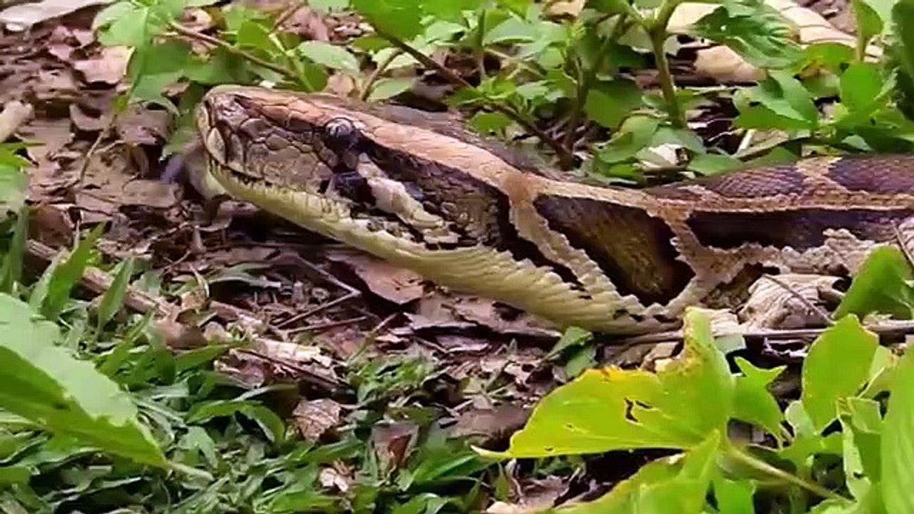 ANGRY ,Cow Protect ,Her Baby, From Python Hunt, - Cow Vs Python , Animals save ,another Animal
