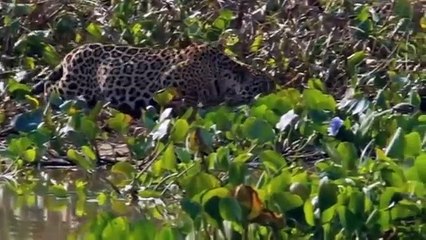 Animal fight. back Leopard. catch Crocodile. On Riverside. Most Spectacular. Big Cat .Attacks Compilation