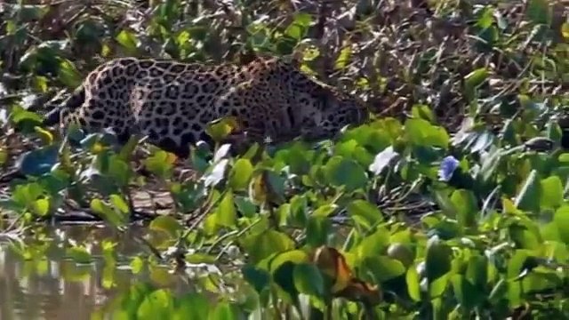 Animal fight. back Leopard. catch Crocodile. On Riverside. Most Spectacular. Big Cat .Attacks Compilation