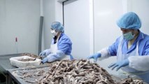 En Albanie, les spécialistes de l'anchois ne connaissent pas la crise