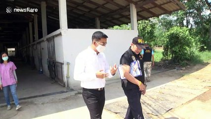 More than 100 horses die of African Horse Sickness in Thailand