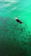 Pied Cormorant Can't Quite Catch a Meal