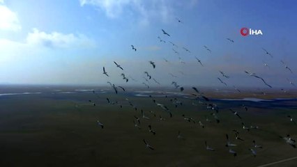 Pelikanlar masalsı görüntüler oluşturdu