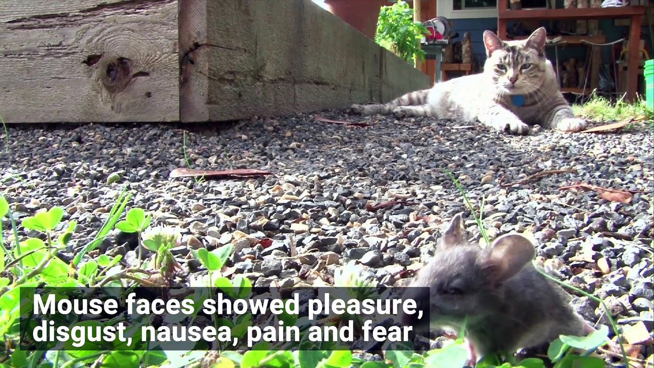 Mice Have Facial Expressions, AI Finds