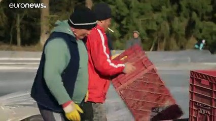 Cosechas en riesgo por falta de trabajadores