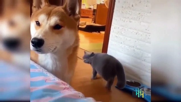 Cute and Funny Cats Videos Compilations Funny Animal Fails Compilations