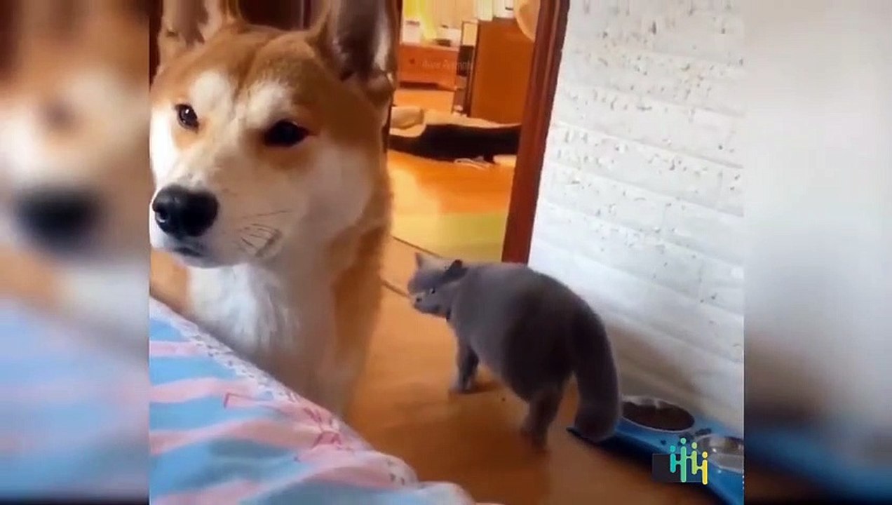 Cute and Funny Cats Videos Compilations  Funny Animal Fails Compilations