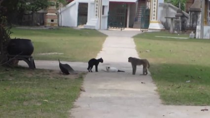 Un singe vient séparer des chats en plein conflit
