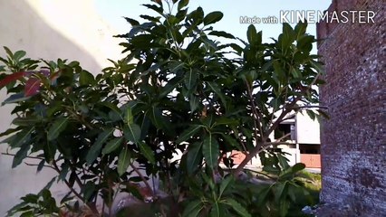 Faisalabad, Punjab, Pakistan, Eden Orchard, my Vlog, photography by my smartphone, Huawei y5 prime 2018.