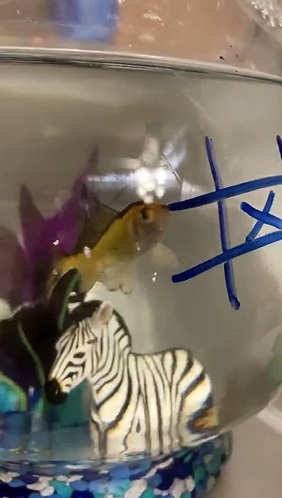 Quarantined Girl Plays Tic-Tac-Toe with Her Fish