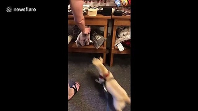 You're real aren't you! Hilarious dog in Connecticut barks at a realistic cat pillow