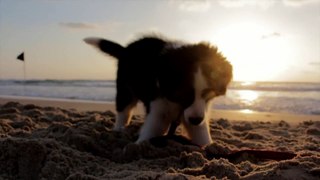 beau chien a la plage