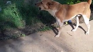new funny dog video clip-2020