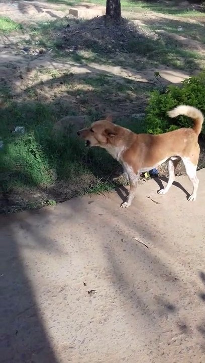 new funny dog video clip-2020