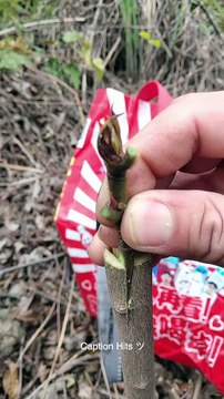 New Videos A Good Method of Planting a Tree Seedling