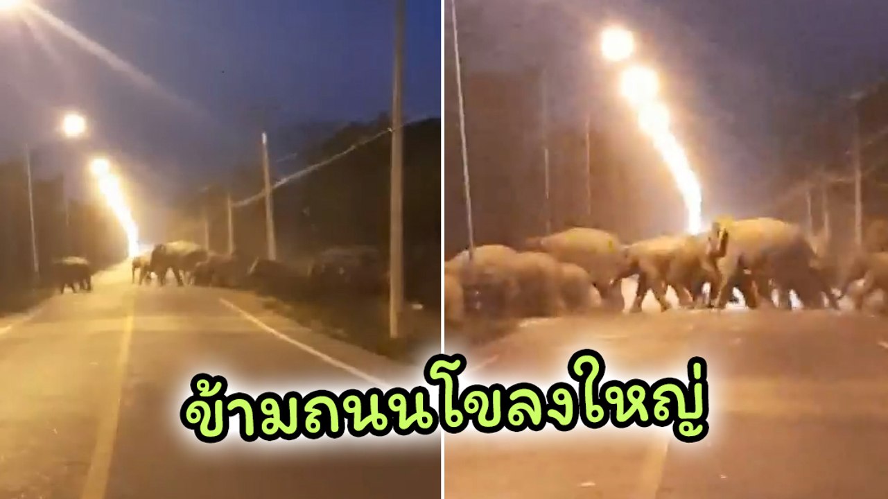 ฮือฮา ! โขลงช้างป่ากว่า 40 ตัว เดินข้ามถนน ใกล้...
