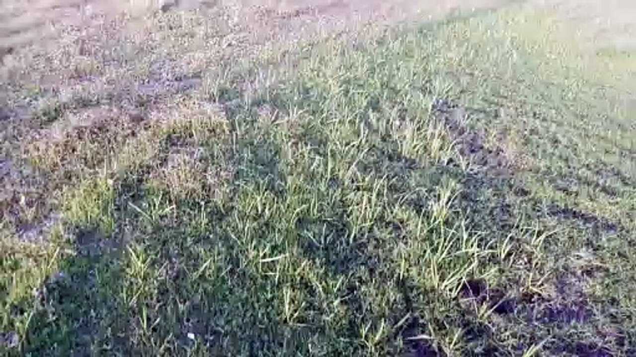 Faisalabad, Punjab, Pakistan, Eden Orchard, my Vlog,very beaut evening here, no people around.