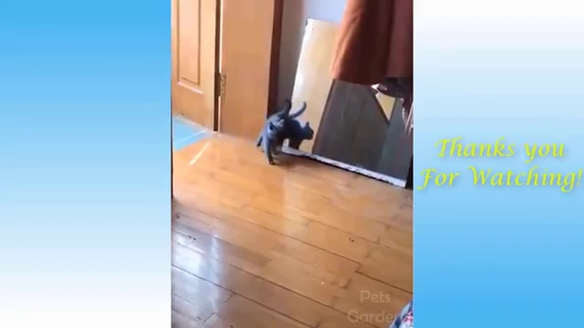 ⁣Cute Pets And Funny Animals Compilation #16 - Pets Garden