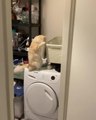 Cat Falls While Climbing on Washing Machine and Funnily Gets Trapped Inside Laundry Basket