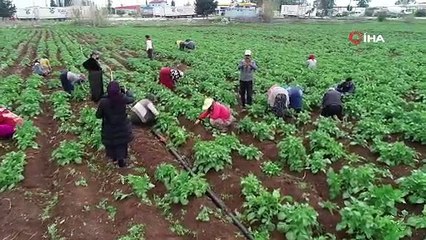 Drone gören tarım işçileri şaşkına döndü