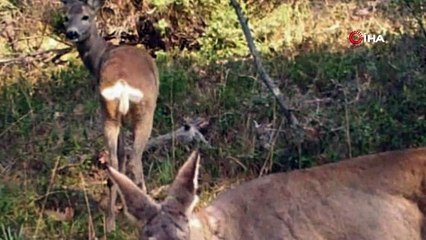İnsanlar eve çekilince ormanda daha fazla görülmeye başladılar