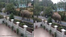 Viral video : Elephant Takes A Stroll In Dehradun