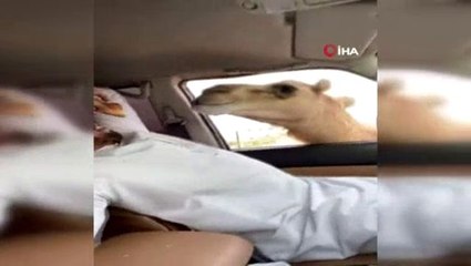 BAE'de aç kalan develer yolcuların ekmeğini yedi