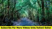 The Suicide Forest Of Japan | Aokigahara Forest | Urdu/Hindi  | URDU KAHANI GAHAR