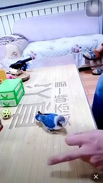 Comment cette personne a fait pour que son petit oiseau soit très discipliné