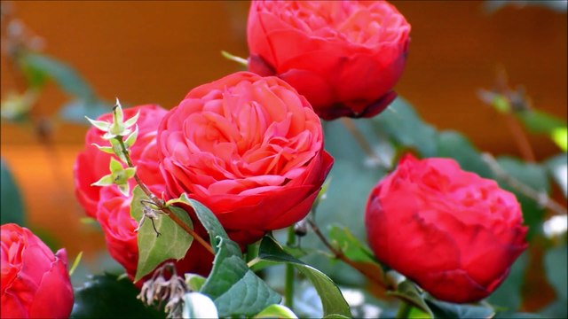 A Forte poderosa e milagrosa oração de São Miguel Arcanjo