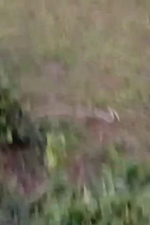 Two snakes are playing