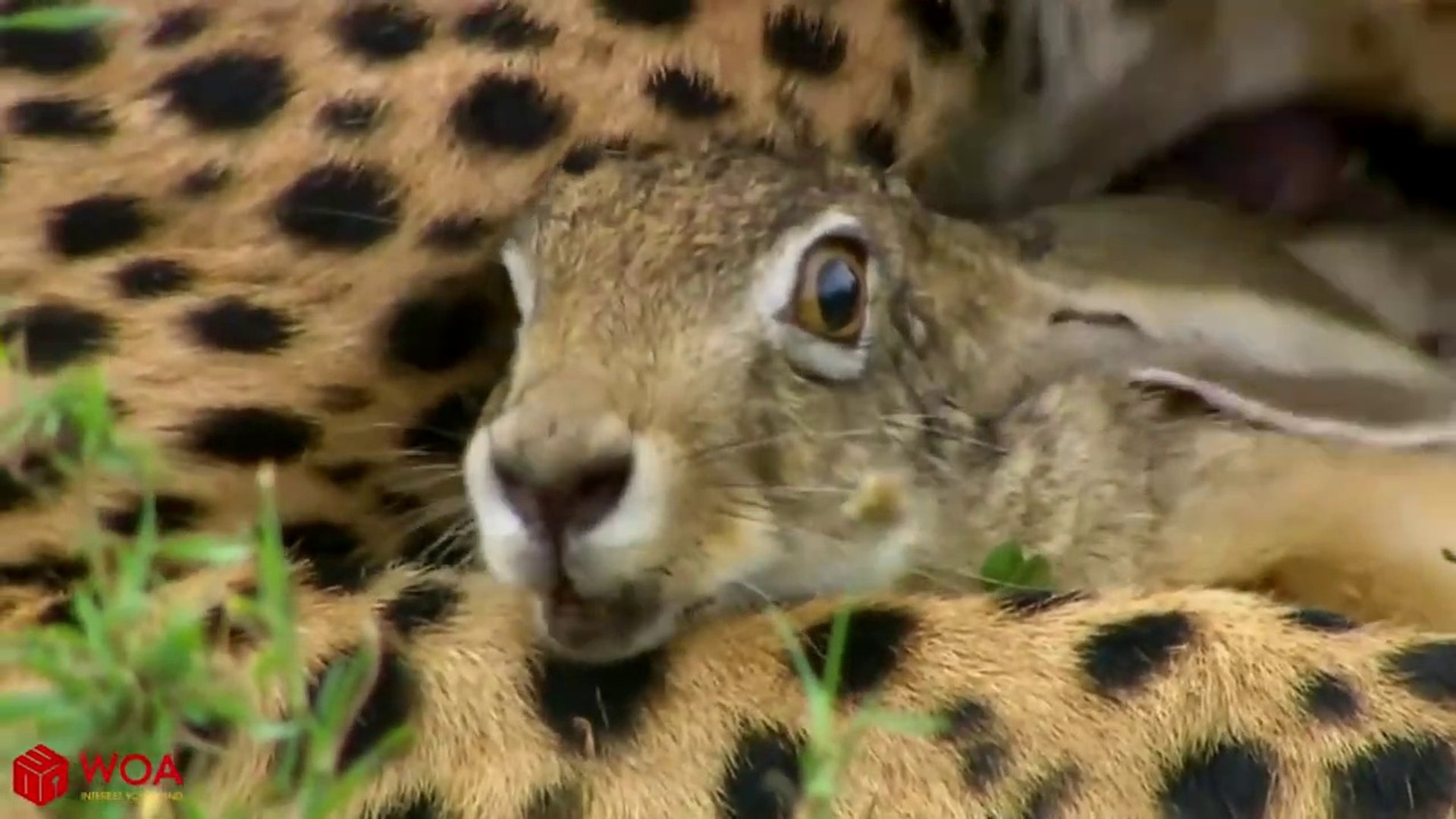 ⁣Cheetah Hunt Rabbit And Sad Ending!!!