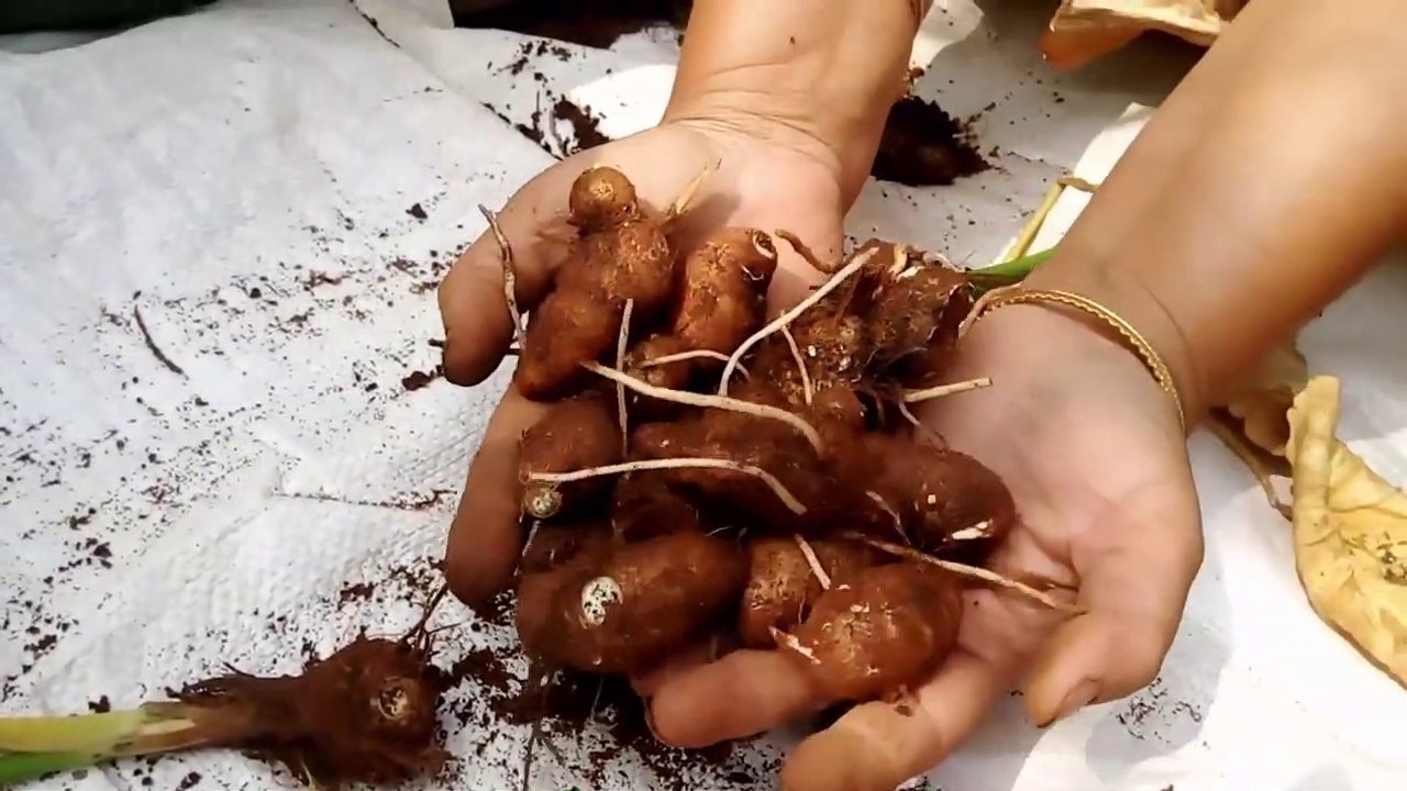 19-Harvesting Colocasia _ How to grow Chamadumpa _