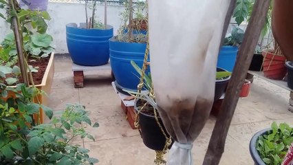 18-Look how flies got trapped within 2 nights!