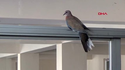 TOKAT Zile İtfaiyesi binası 10 yıldır kumrulara ev sahipliği yapıyor