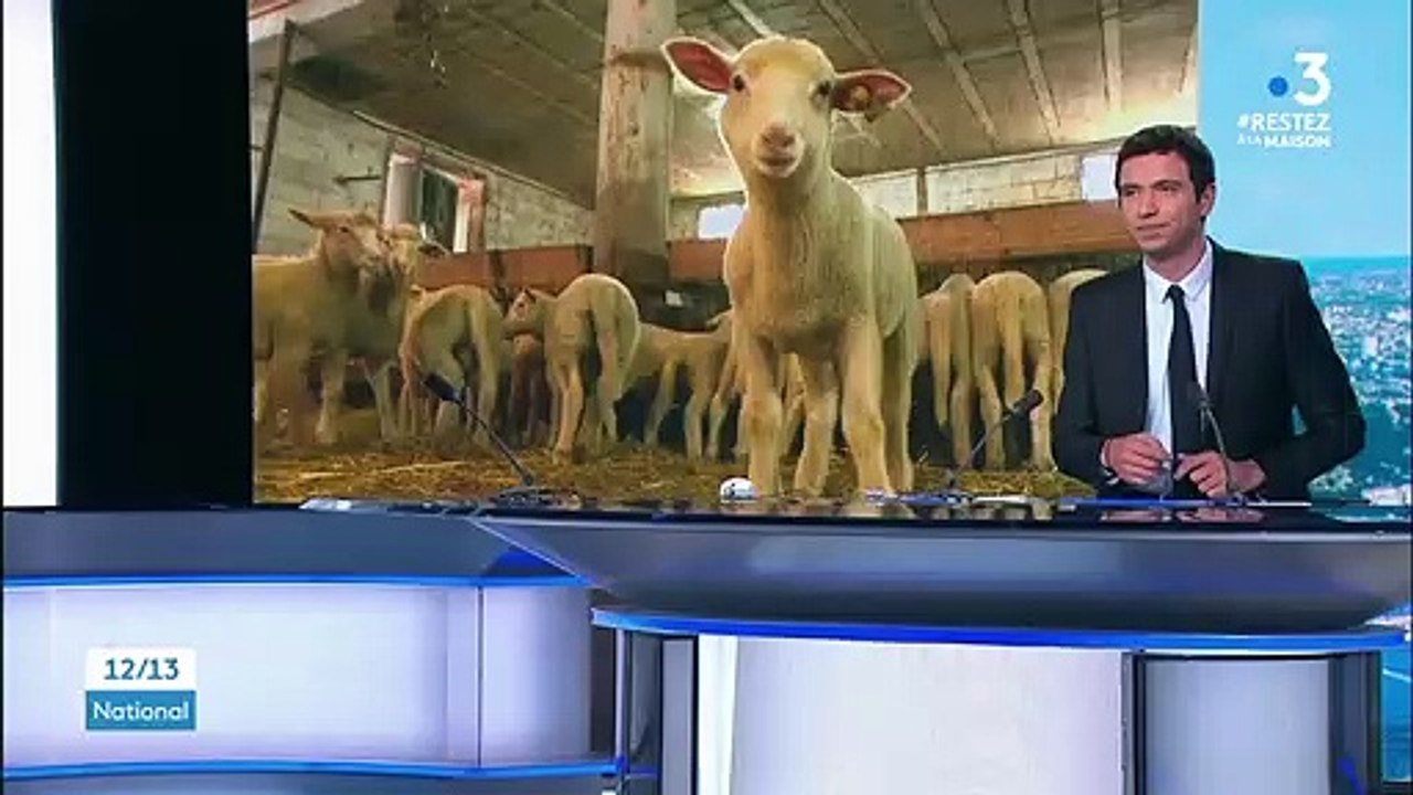 Alpes de Haute-Provence : la filière ovine en difficulté à l'approche de Pâques