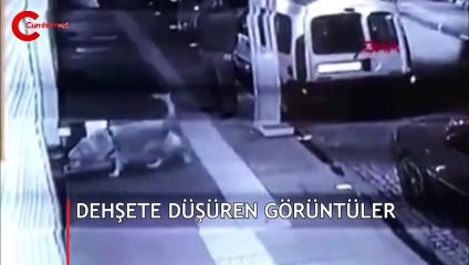 Köpeğini, yeni doğum yapmış kedi ve yavrularının üstüne saldı