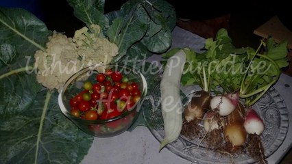 23- ...!_ Harvest _ Harvesting Tomatoes, Snake guard, Cauliflower, Radish