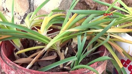 ANTALYA Sınıf öğretmeni, koruma altındaki kum zambaklarının fidesini yetiştirip, toprakla...