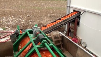 Beypazarı'nda havuç mesaisi