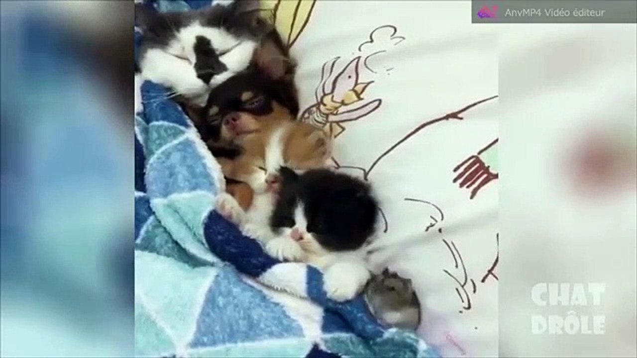 Des Chatons, espiegles, malins, coquins, mignons