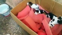 Cat feeding her newborn baby kittens, chatte avec ces bebes chatons