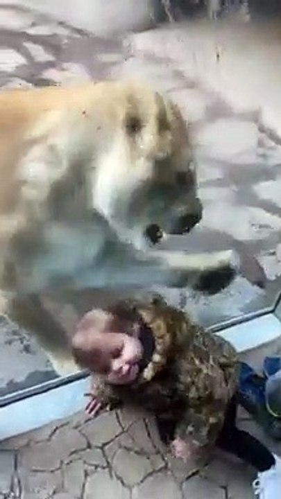 Cette Lionne essaye d'attraper le bébé à travers la vitre au Zoo